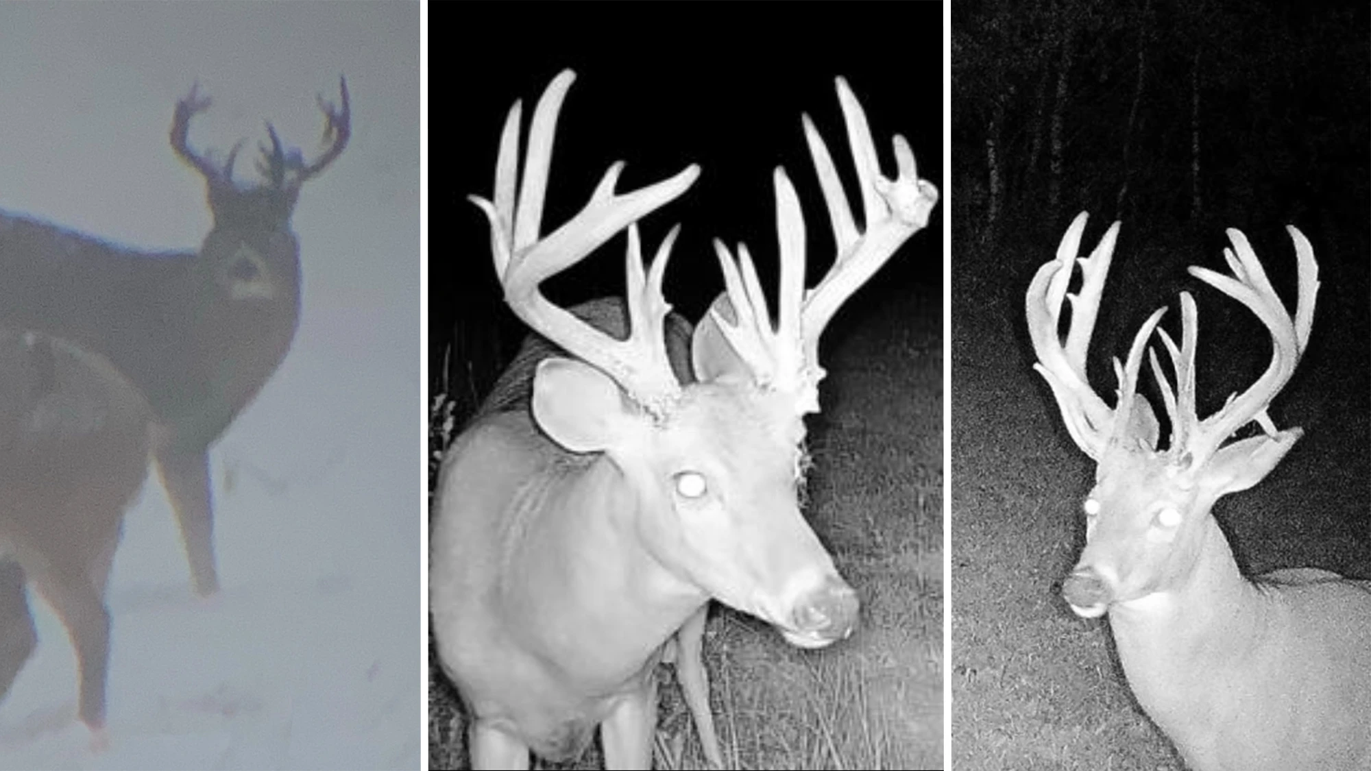 Three photos of a big nontypical whitetail buck in consecutive years.