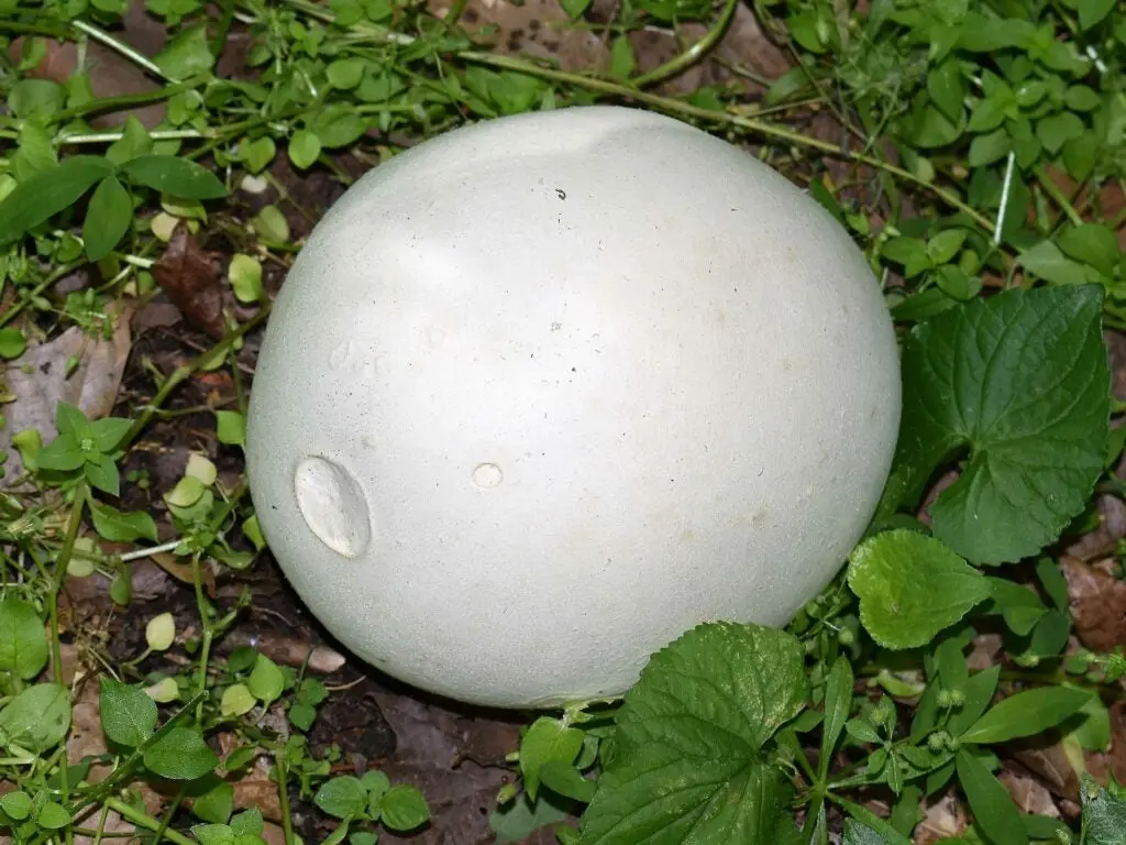 Puffball mushroom