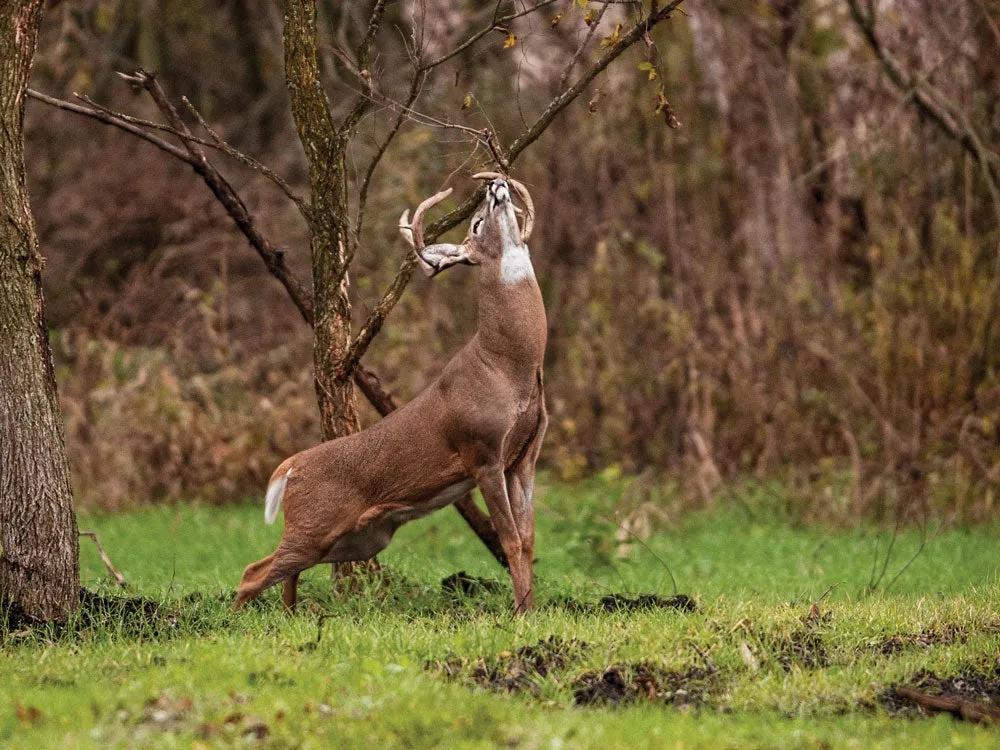 Pre-rut bucks making sign