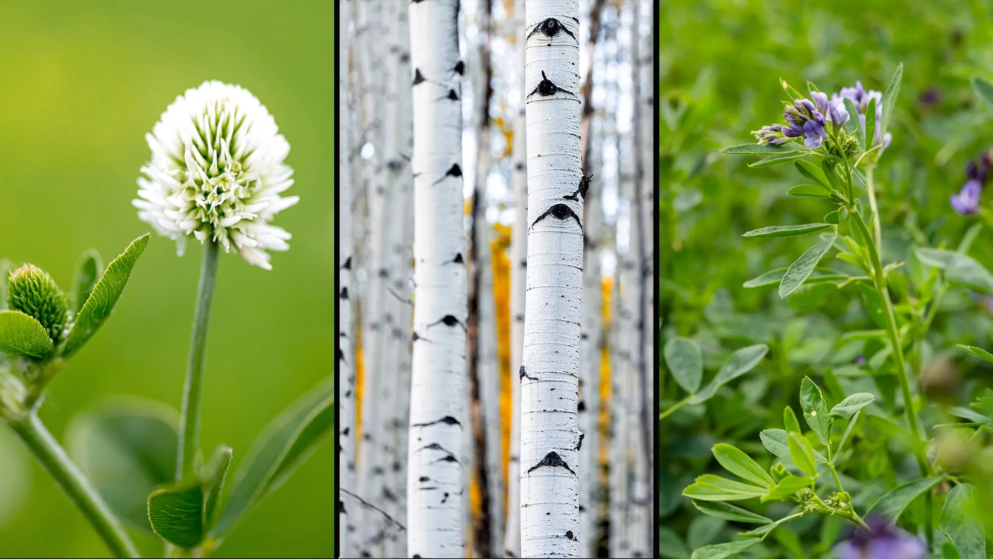 mountain clover, aspen, and alfalfaâthe of the favorite foods elk eat