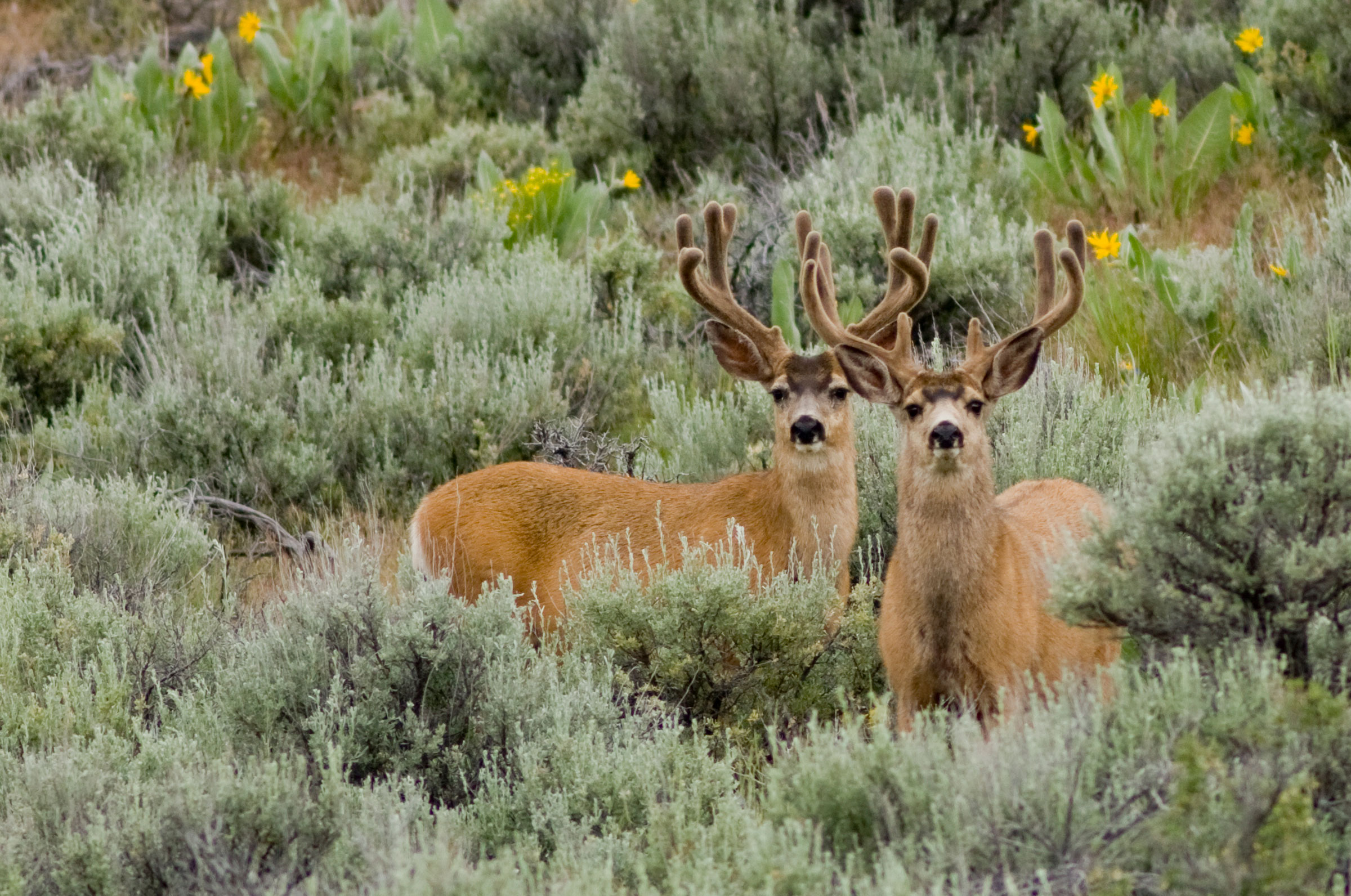 Mule deer graze public land in Nevada. 