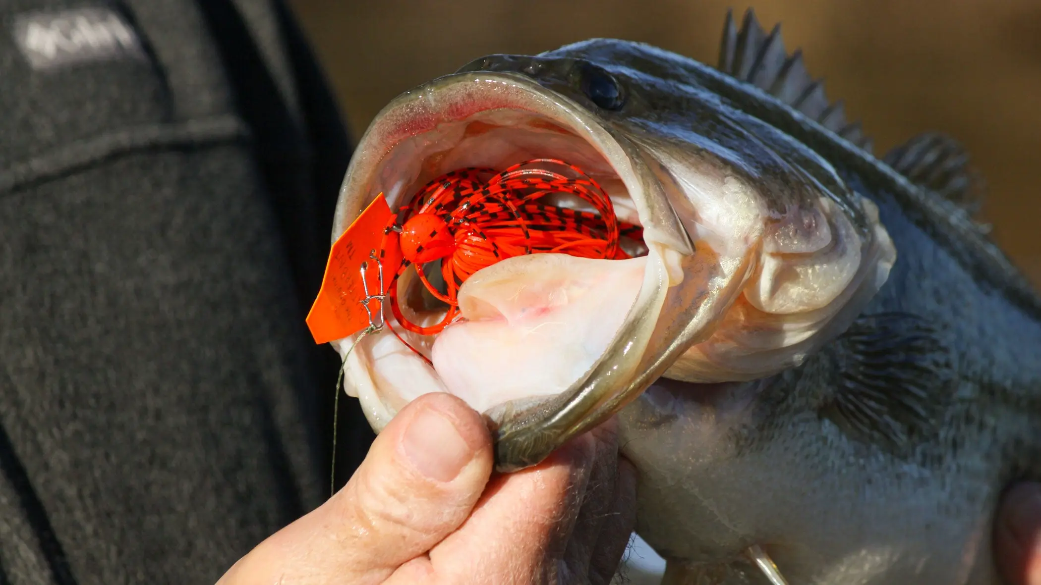 largemouth bass caught on chatterbait