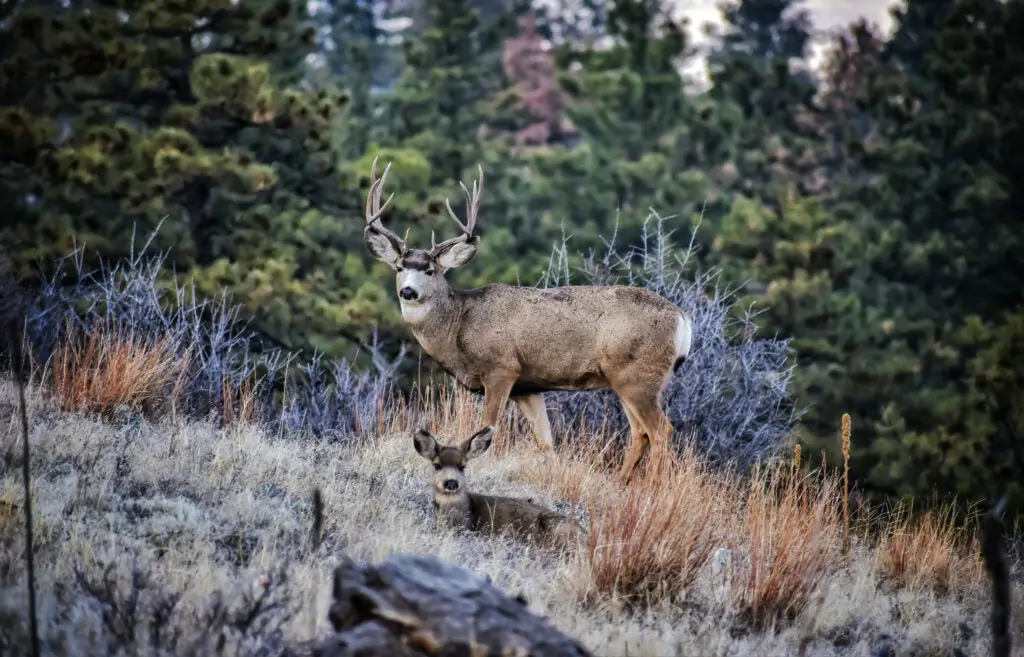 Mule deer buck with doe