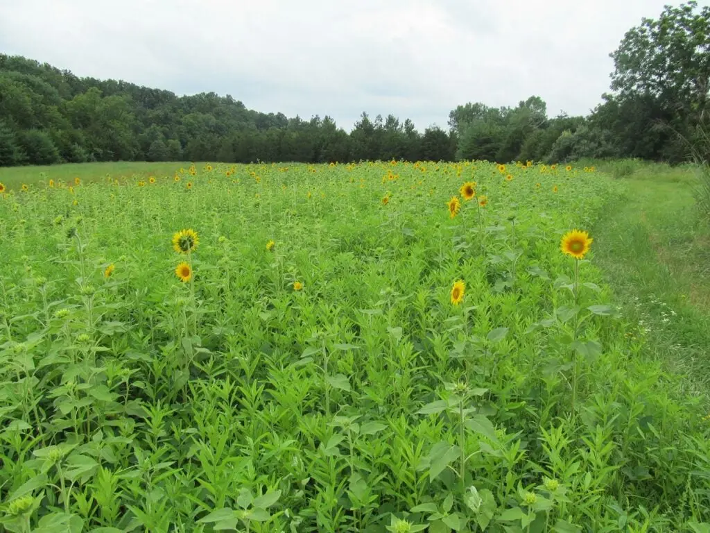 A sunflower food plot.