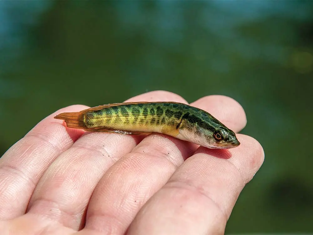 a small juvenile snakehead fish in a palm