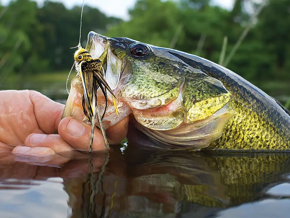 largemouth bass spun deer hair lure