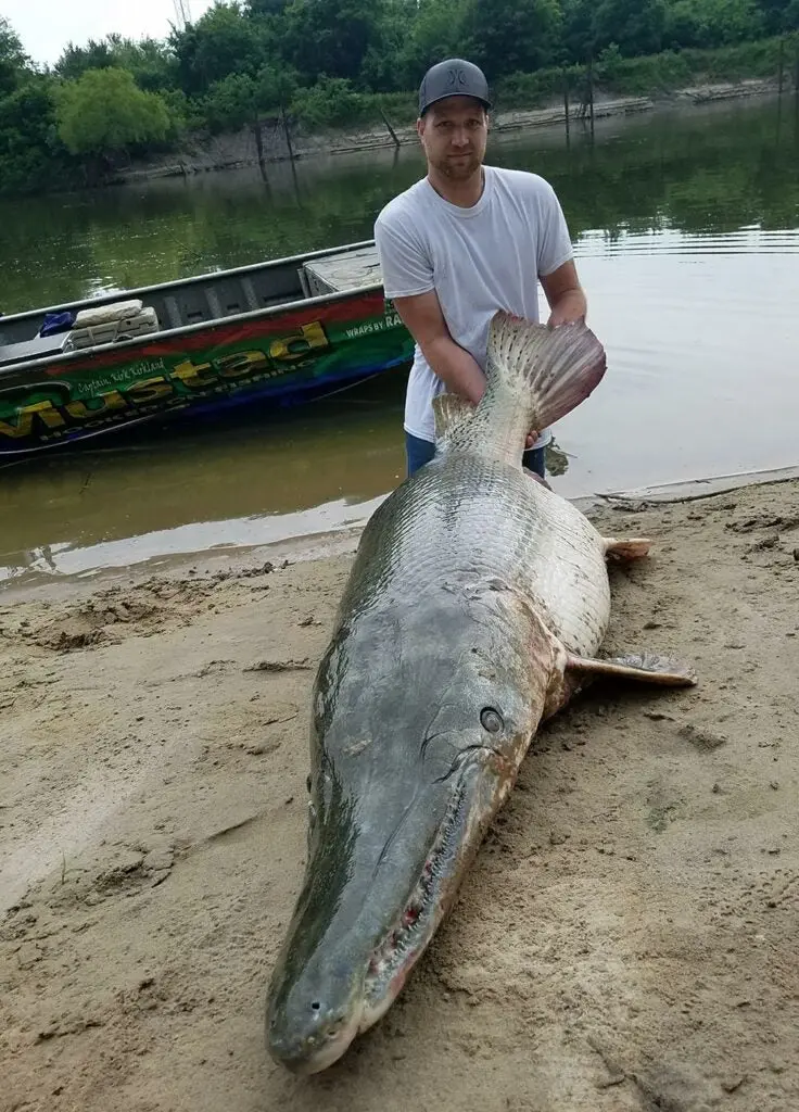 The oversized mouth full of formidable teeth and armor-like scales of an alligator gar.