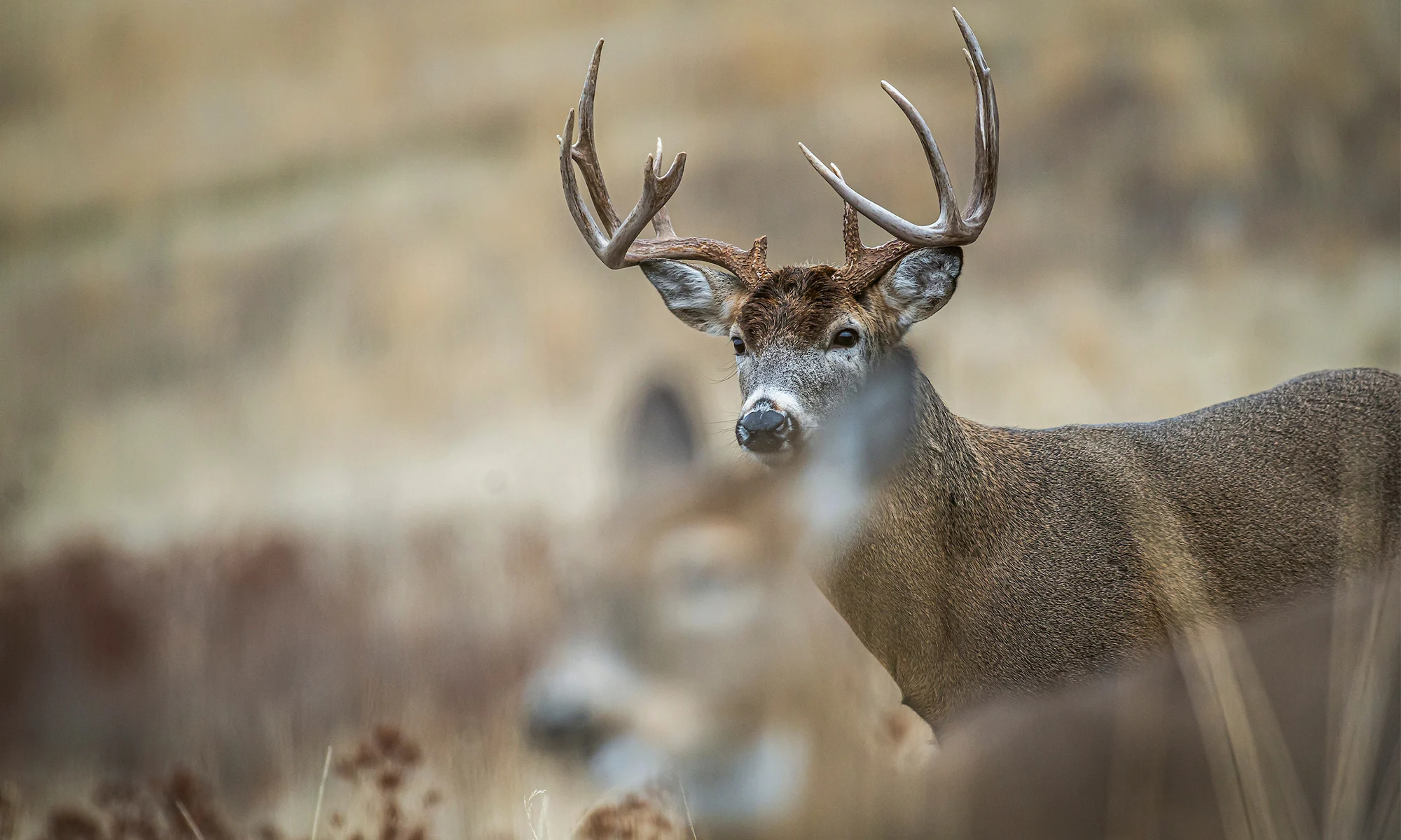A whitetail buck tending a doe.