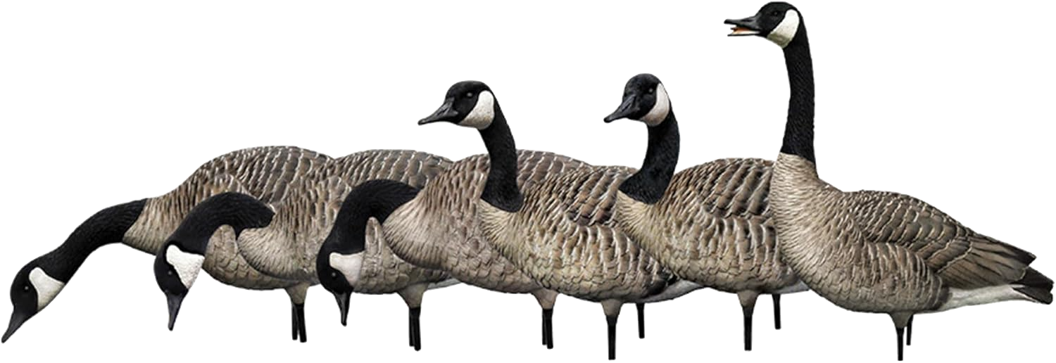 Avian AXP Honker