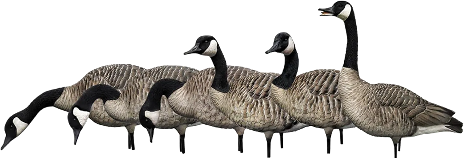 Avian AXP Honker