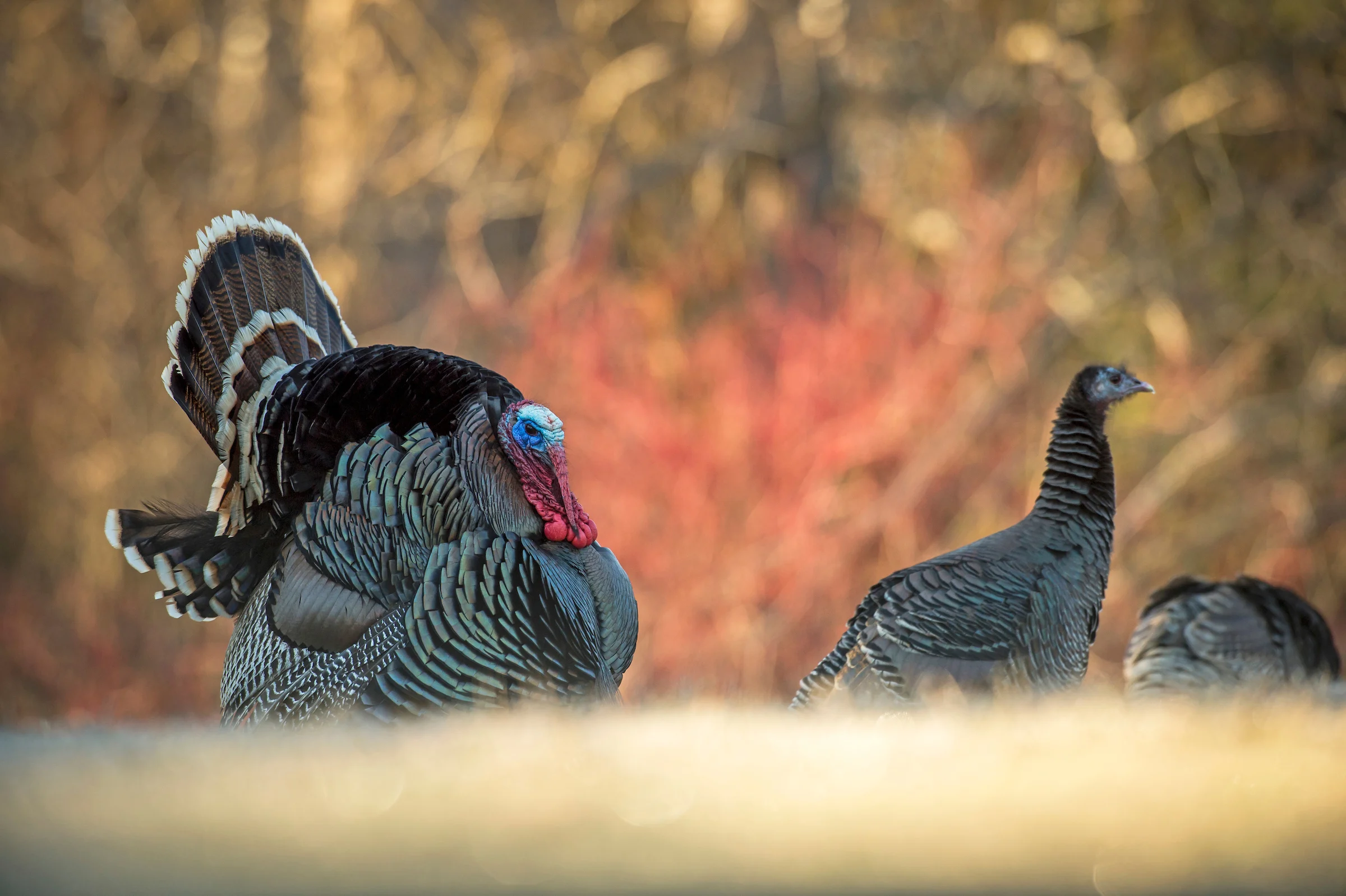 A tom turkey struts for two hens in a spring field. 