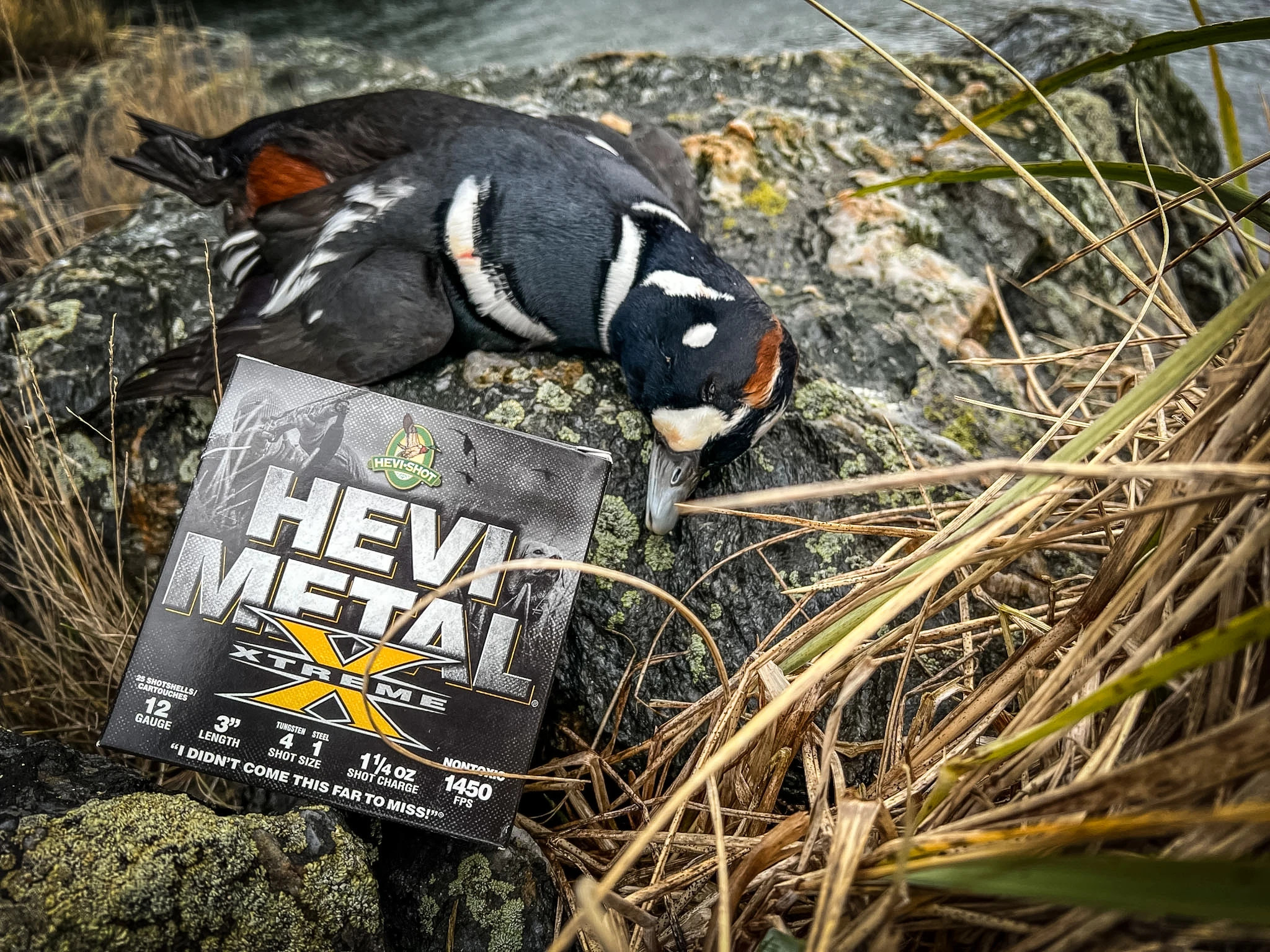 A box of HEVI-Shot HEVI-Metal Xtreme next to a Harlequin