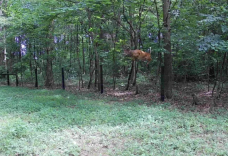 wildest trail camera photos, buck jumping