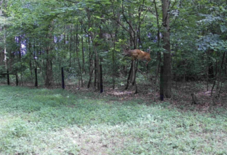 wildest trail camera photos, buck jumping