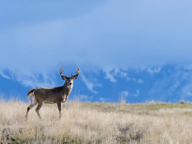 A western whitetail buck scans his surroundings, with the Rocky Mountains in the background.