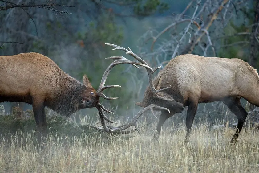 httpswww-fieldandstream-comsitesfieldandstream-comfilesimport2014importimage2009photo18elk-rocky-mtn12970d-jpg