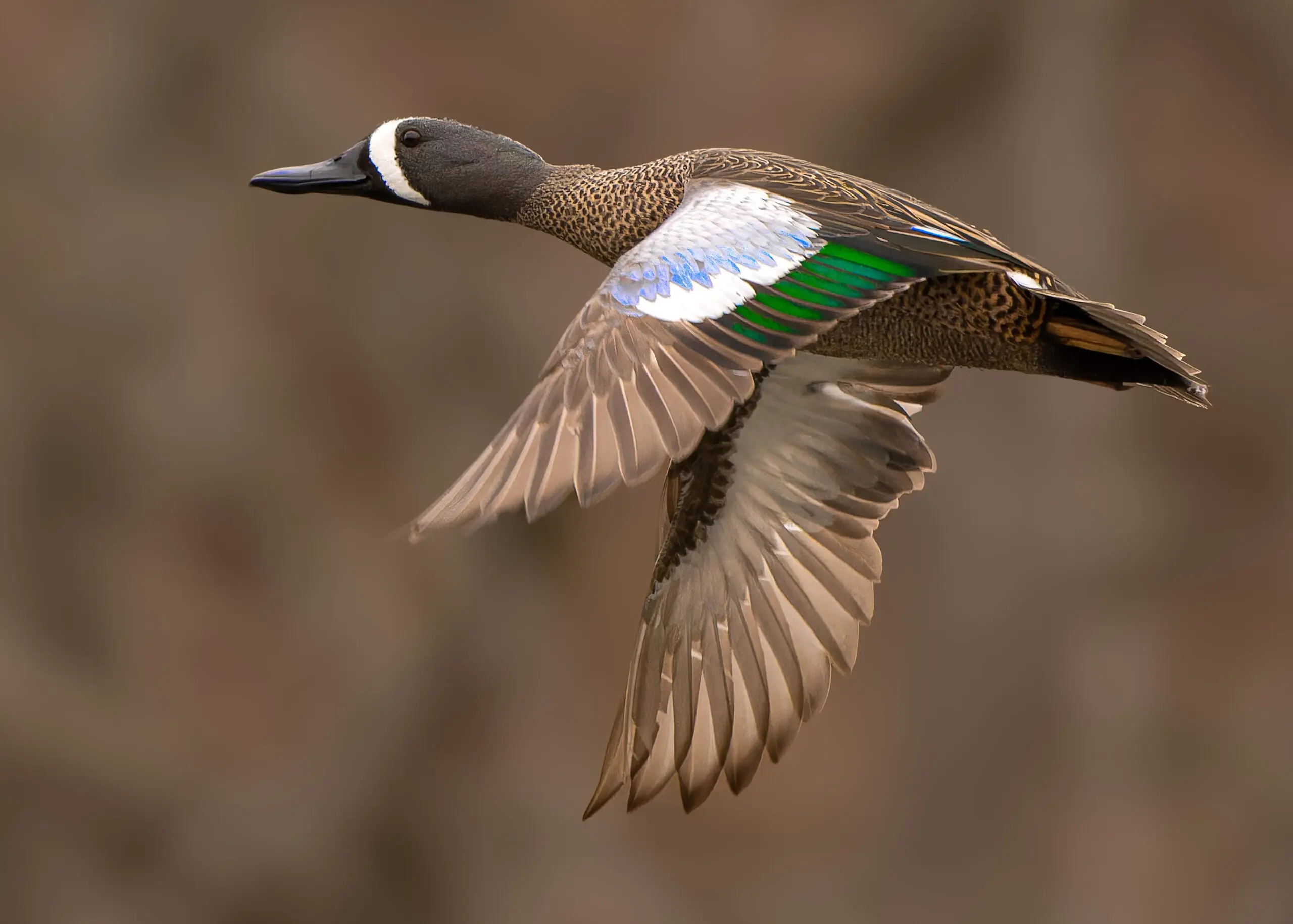 Blue wing teal sound hotsell