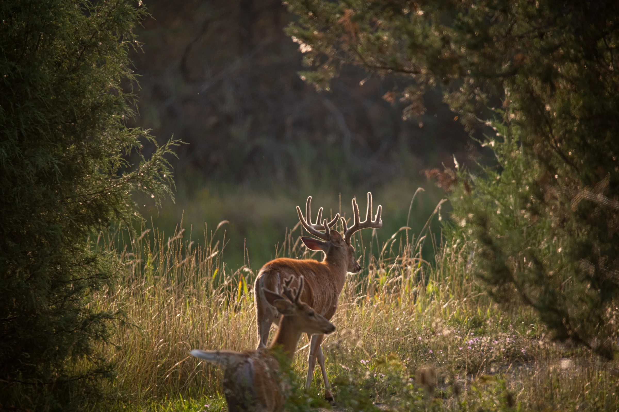 A pair of velvet-antlered whitetail bucks walk between cedar trees in a grassy meadow. 