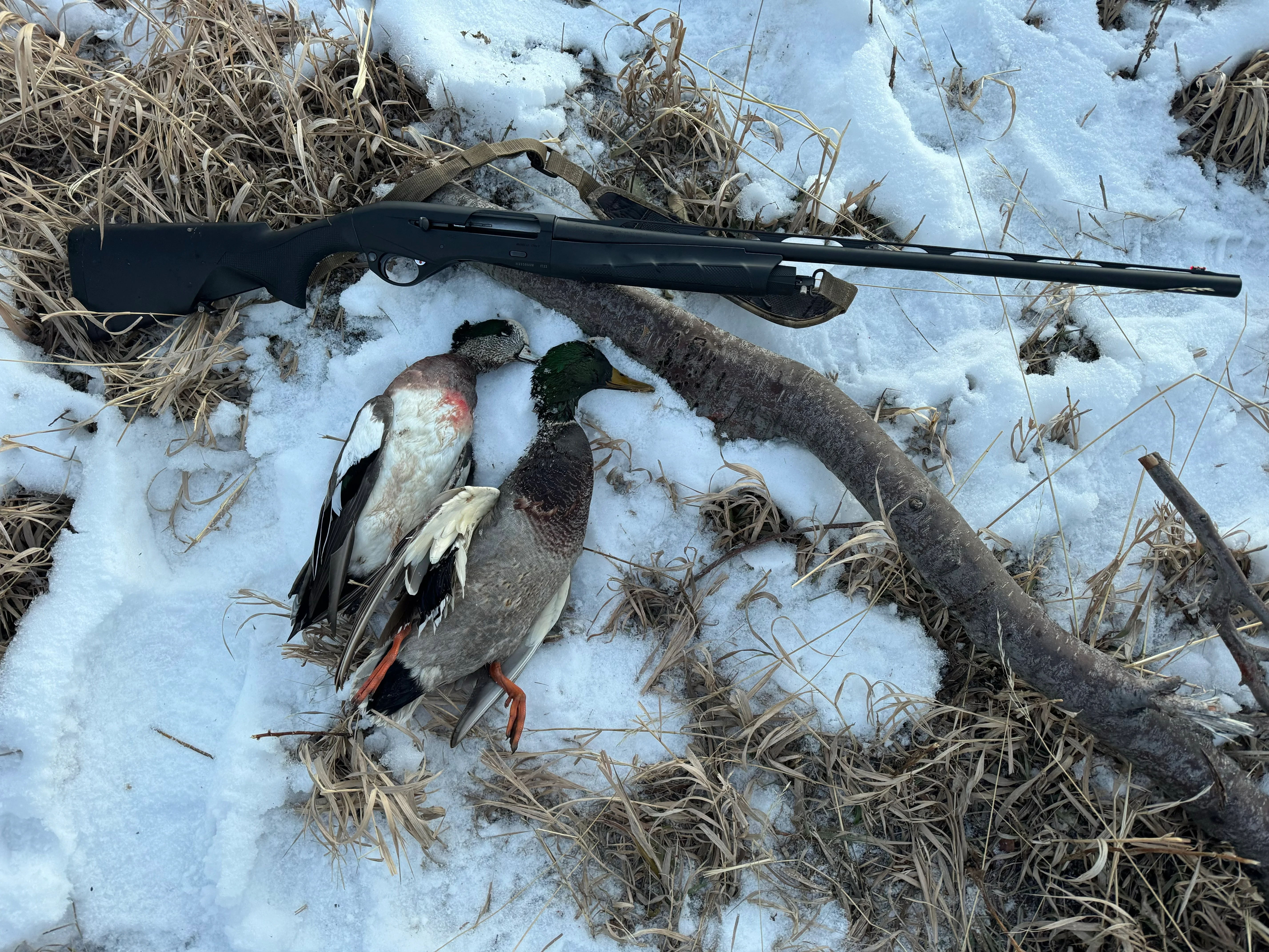 Benelli M2 20 gauge shotgun with mallard and wigeon