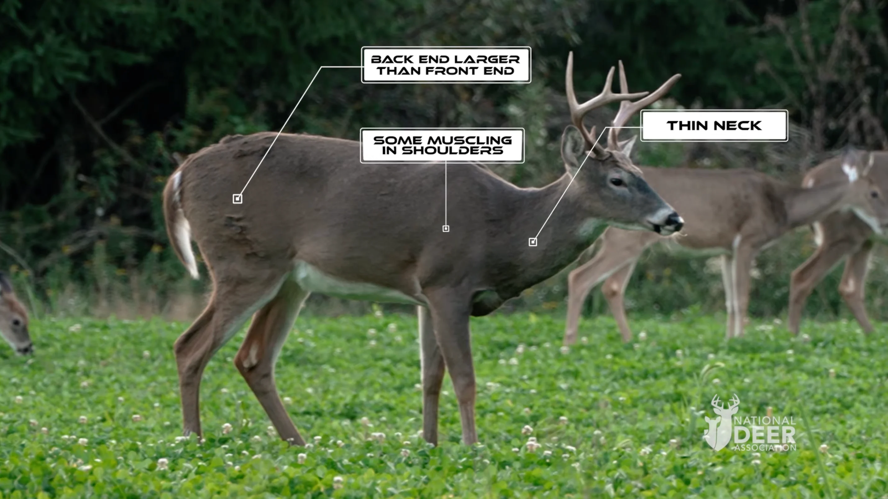 A younger 2-year-old whitetail deer buck.