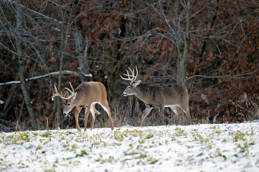 A pair of late-season bucks walk into a snow-covered green field to feed.