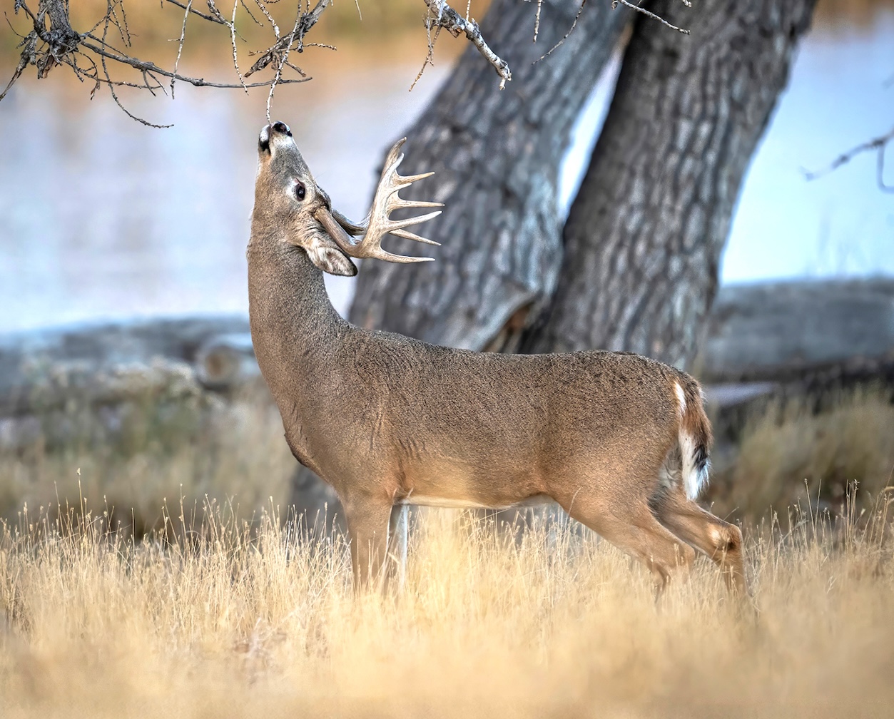 A whitetail buck visits a scrap along a river bank. 