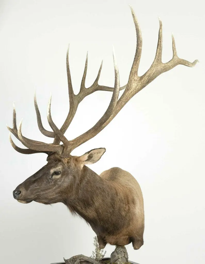 A trophy elk mount on a white background.