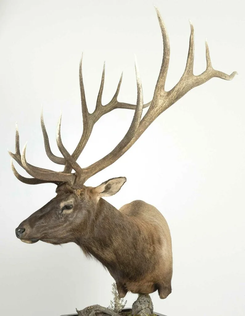 A trophy elk mount on a white background.