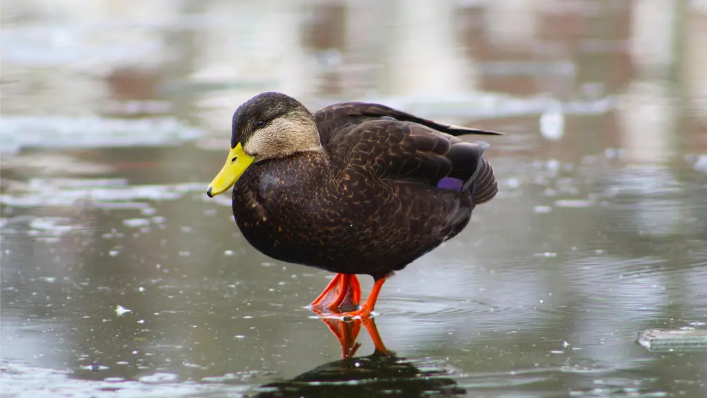 american black duck standing on ice