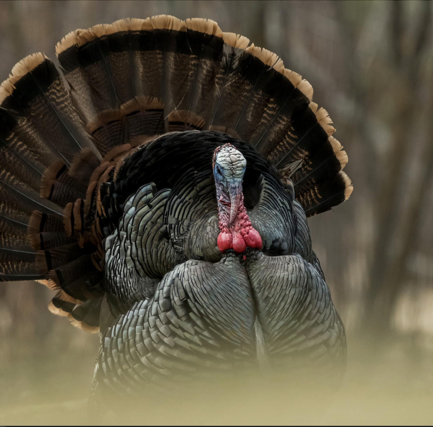 A strutting spring gobbler in the woods. 