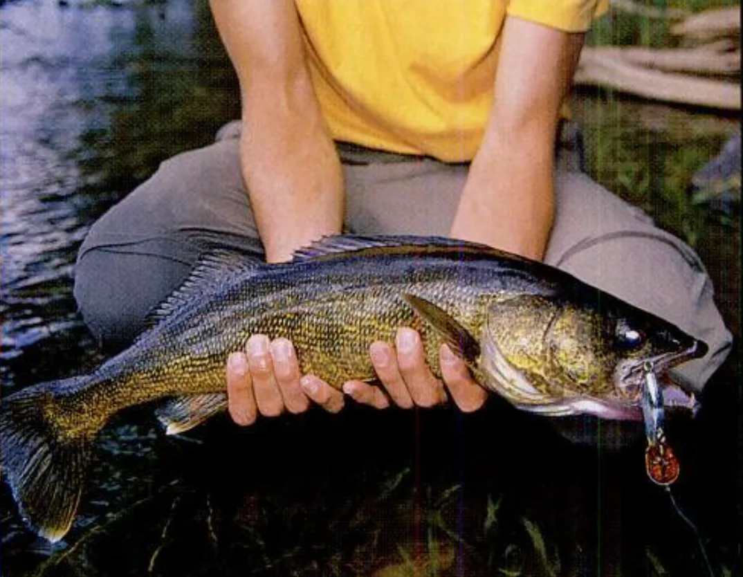 A big Missinaibi walleye.