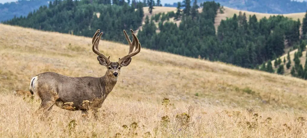 full velvet muley deer in full velvet