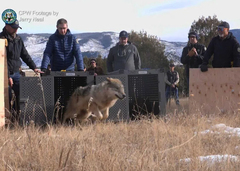 Colorado wildlife officials released wolves in December 2023.