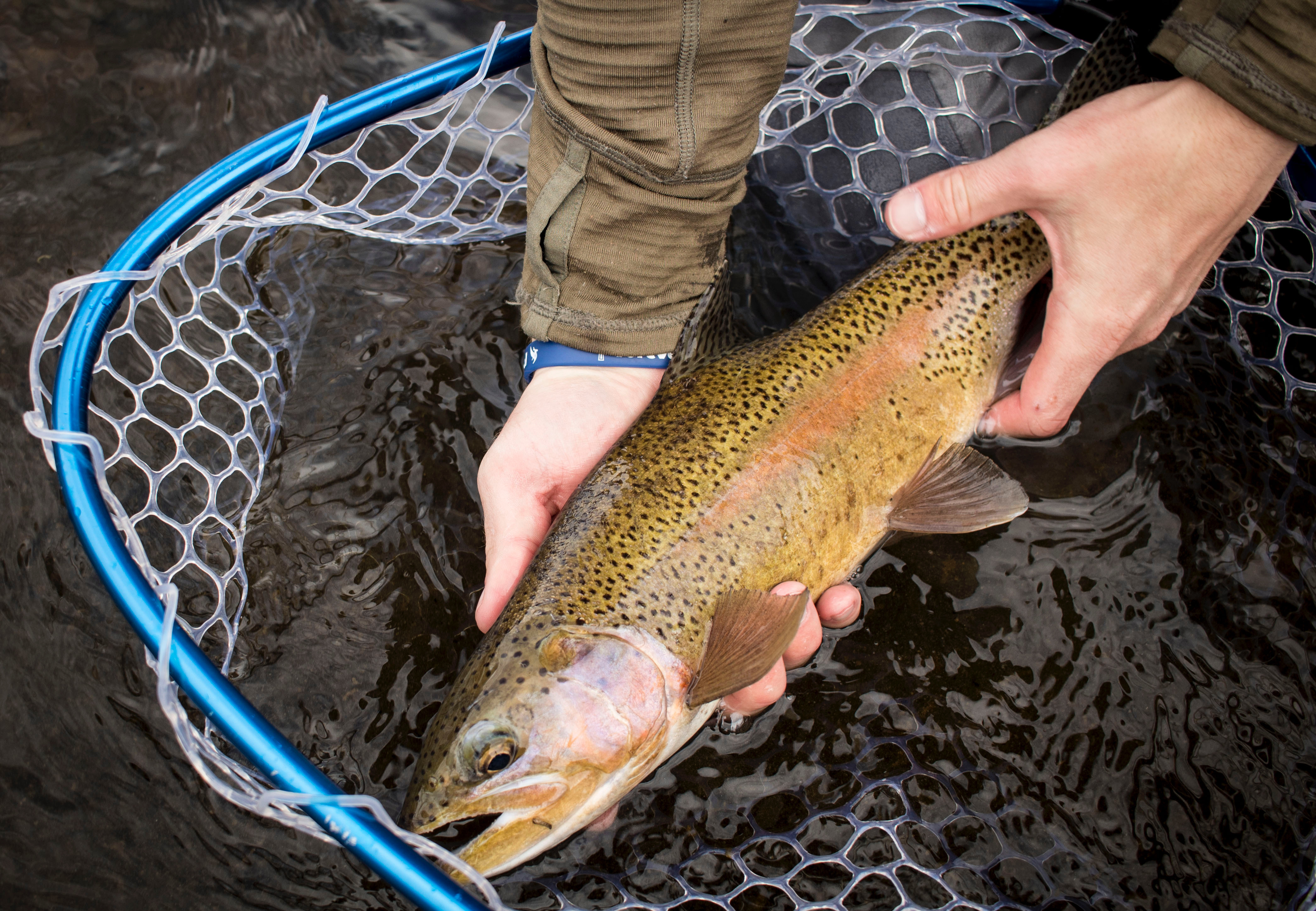 Rainbow trout in net