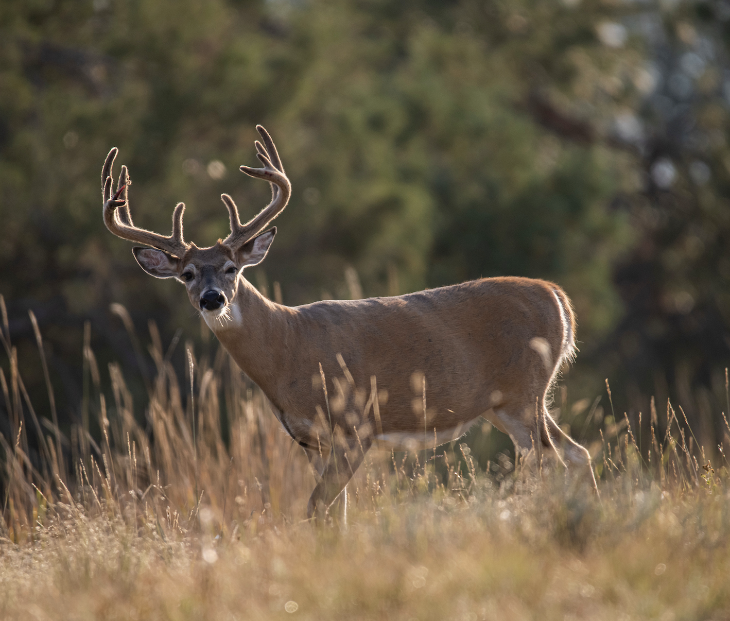 A big velvet whitetail buck walks the edge of a field. 