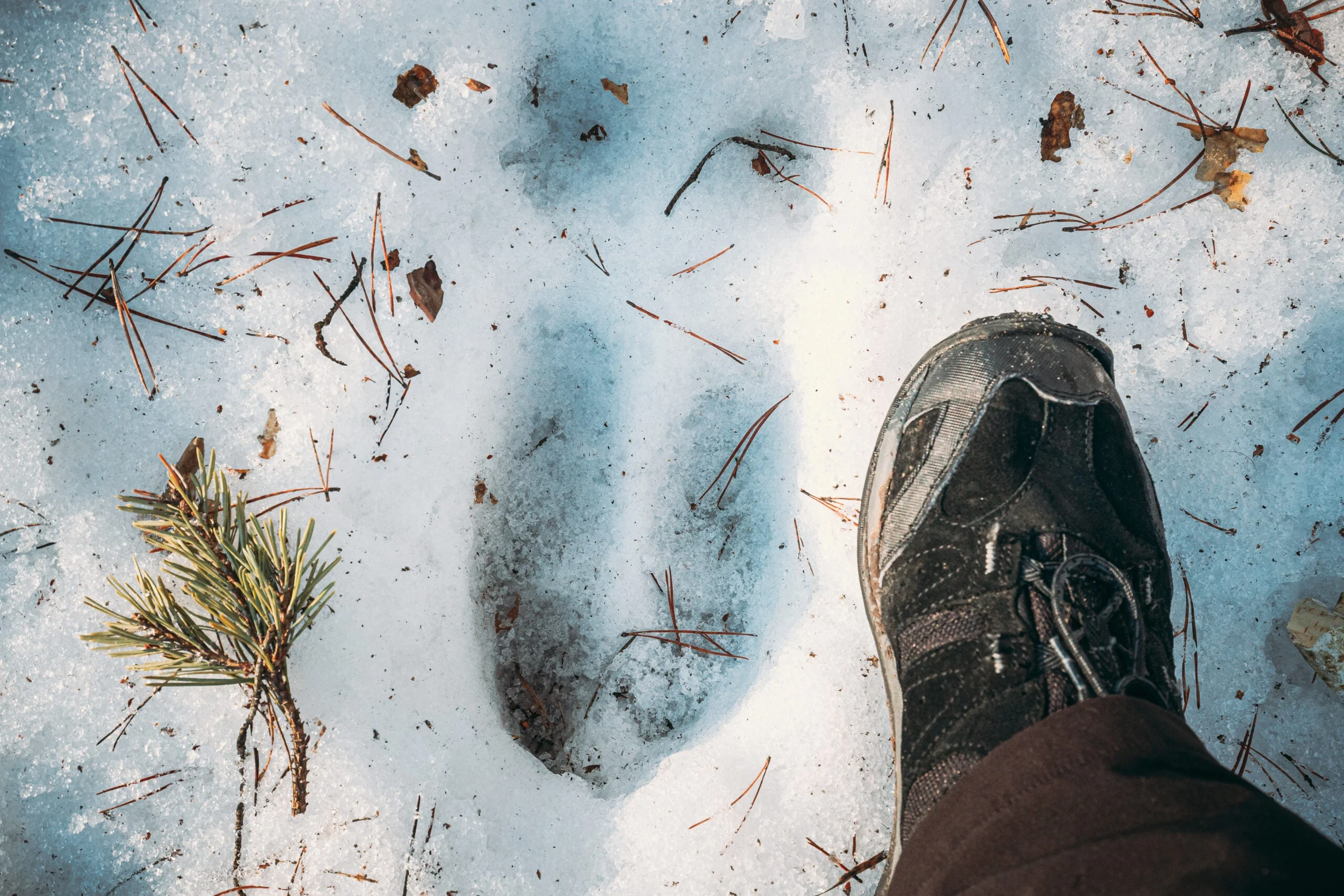 photo of a moose print in the snow next to a human foot for size comparison