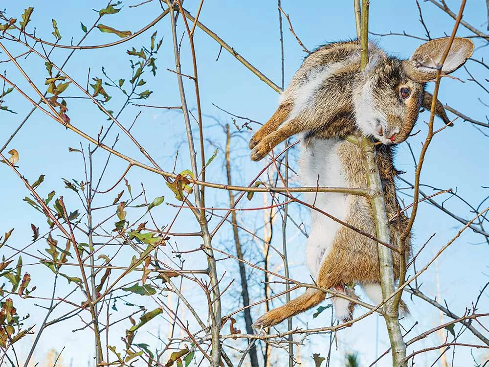 dead rabbit hanging in tree