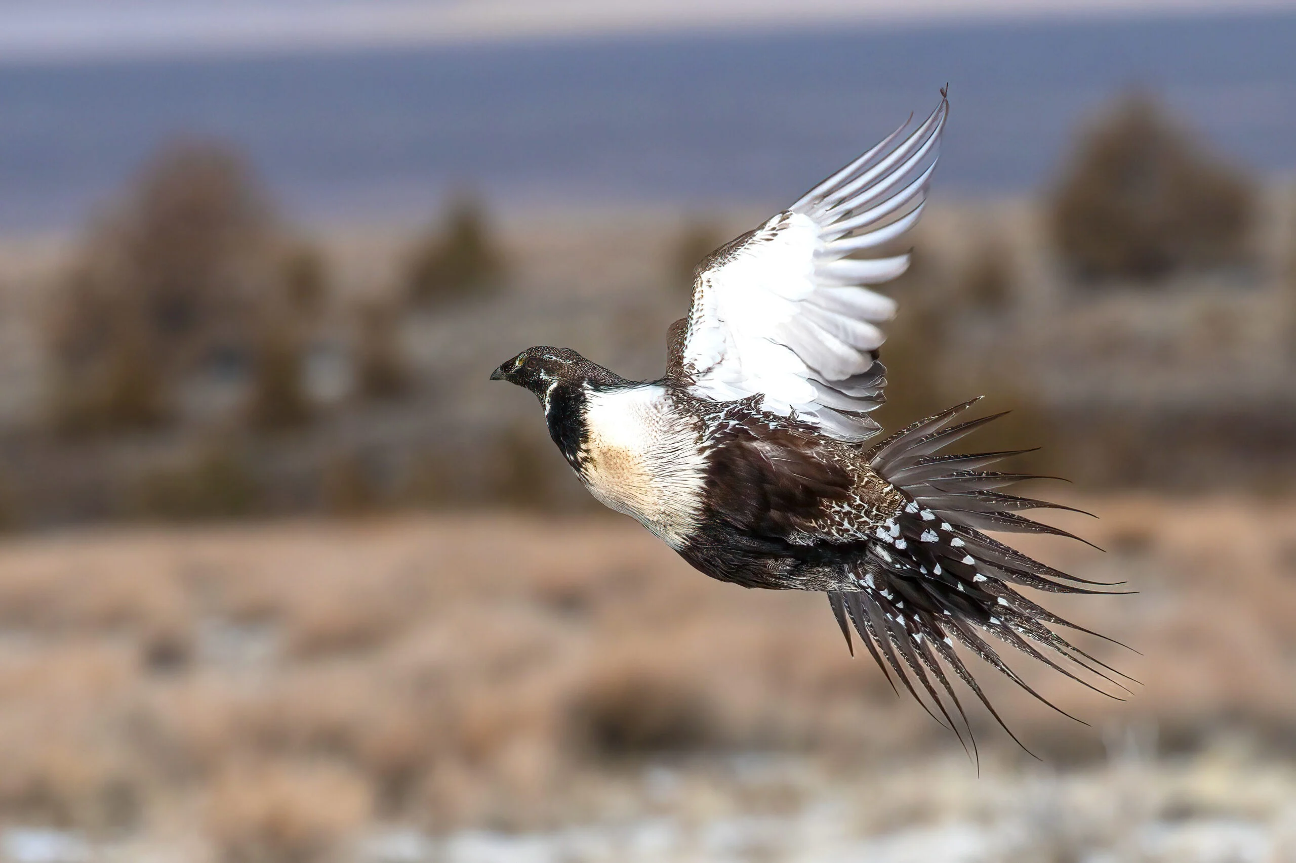 A male sage grouse flies above the prairie in Oregon