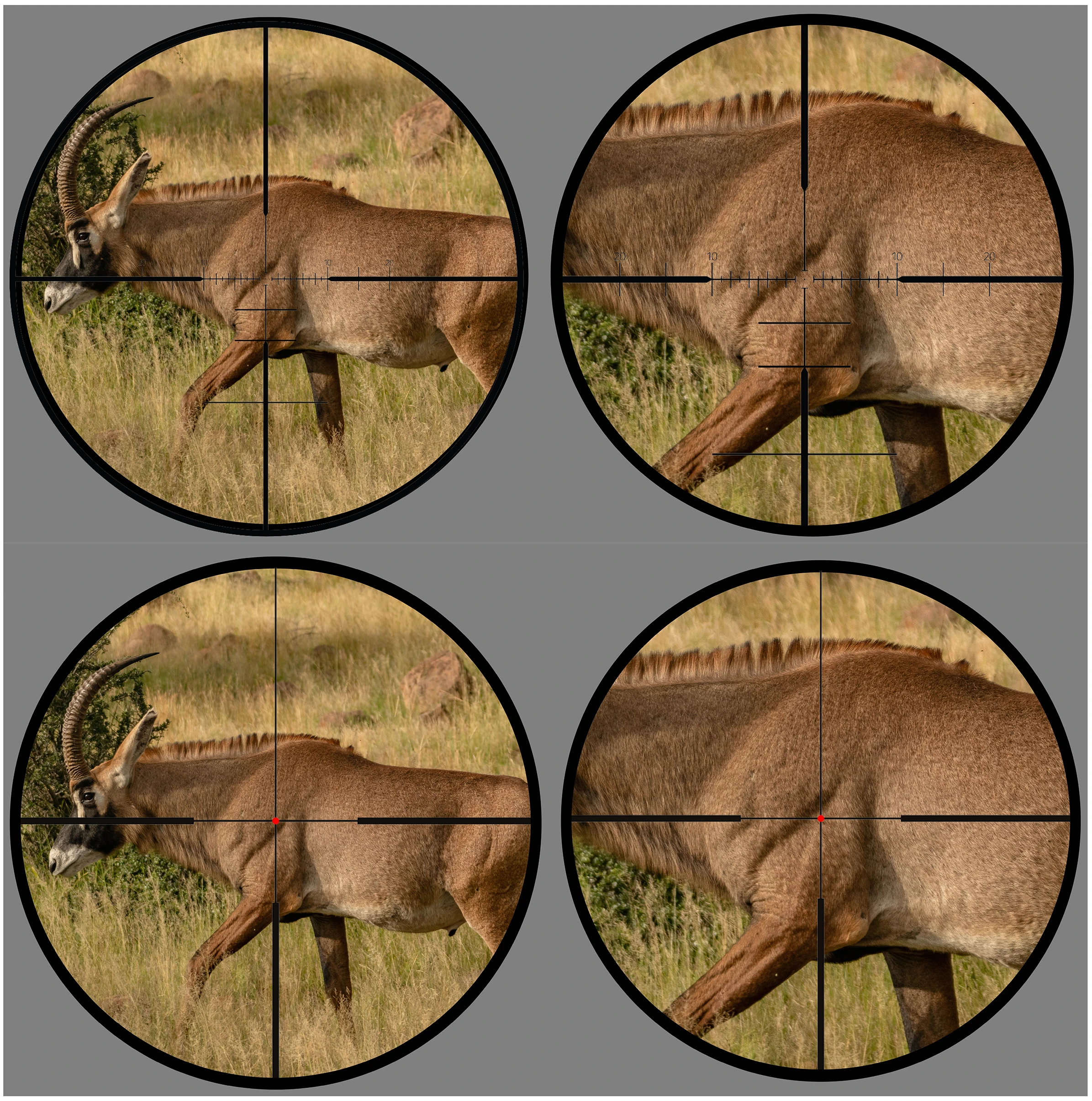 A grid of photos showing a FFP and SFP scope reticle on an African roan. 