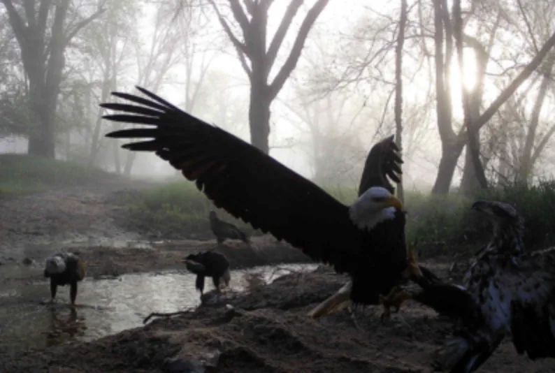 A trail camera photo of bald eagles fighting along a creek.