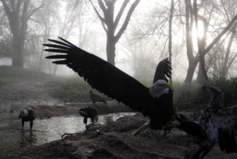 A trail camera photo of bald eagles fighting along a creek.
