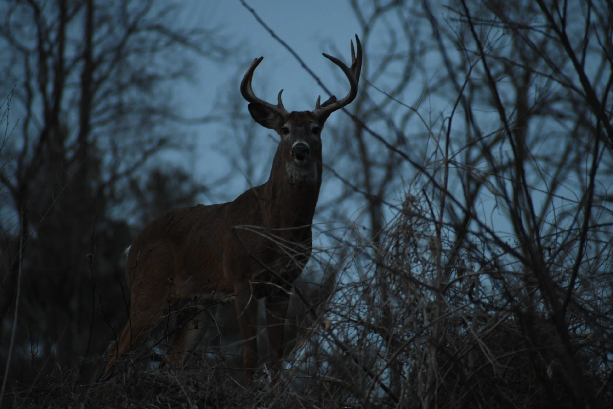 photo of what deer can see in low light