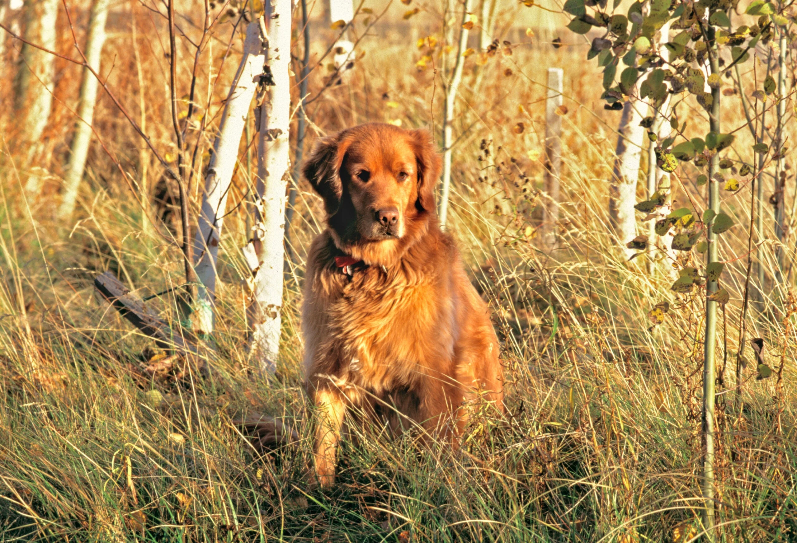 Photo of a golden retriever pointing a bird