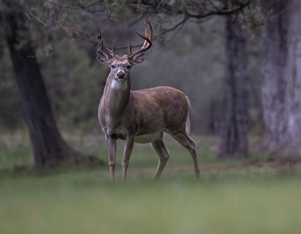 A whitetail buck enters a green field with woods in the background. 