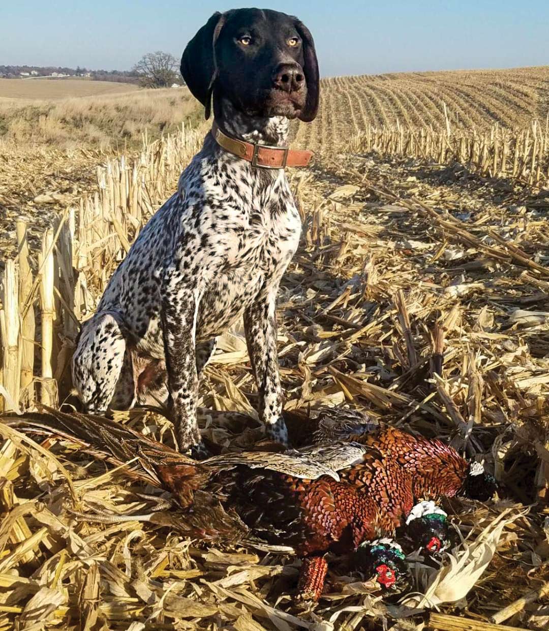 Poodles fashion bred for hunting