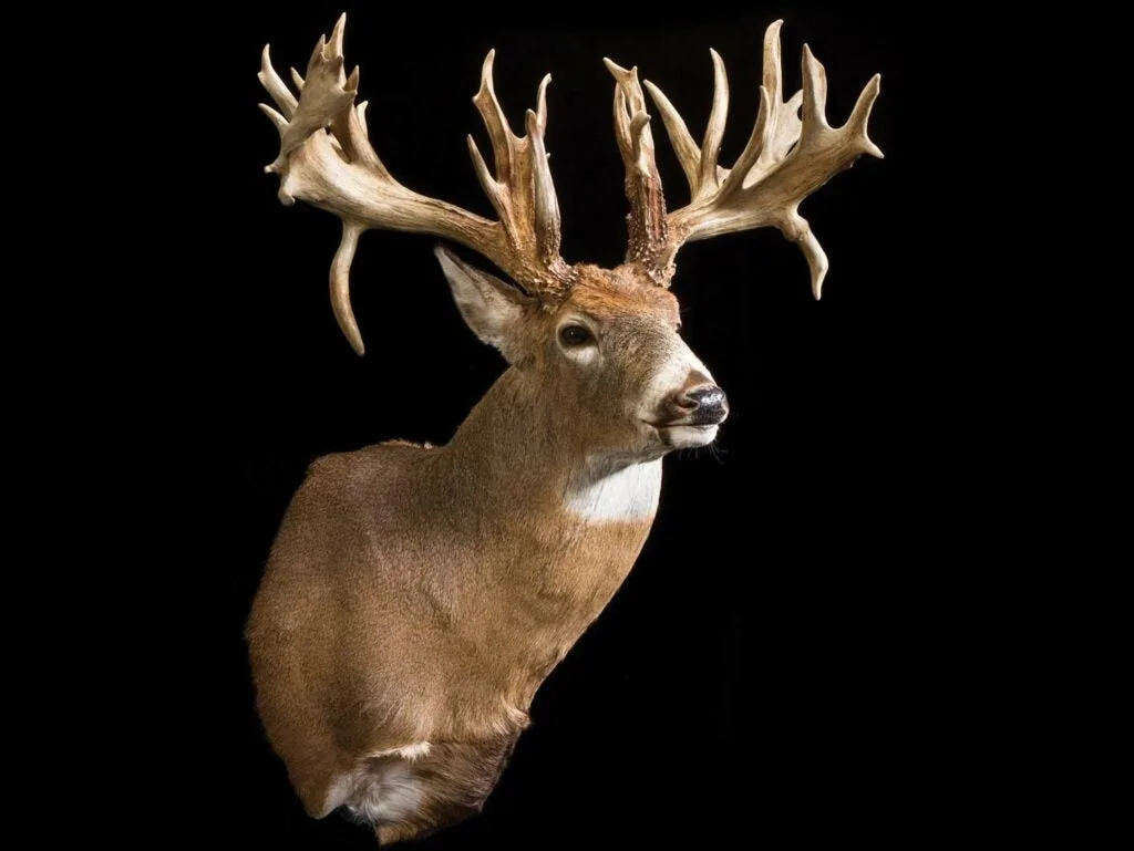 A Beatty buck world-record whitetail buck.