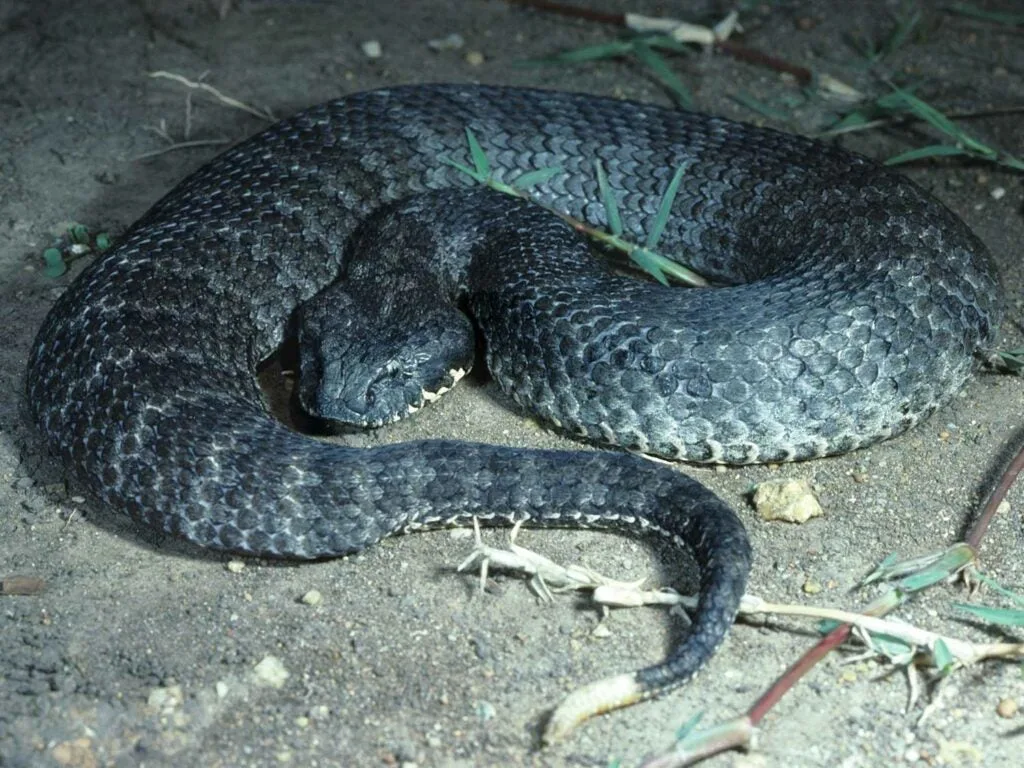 common death adder