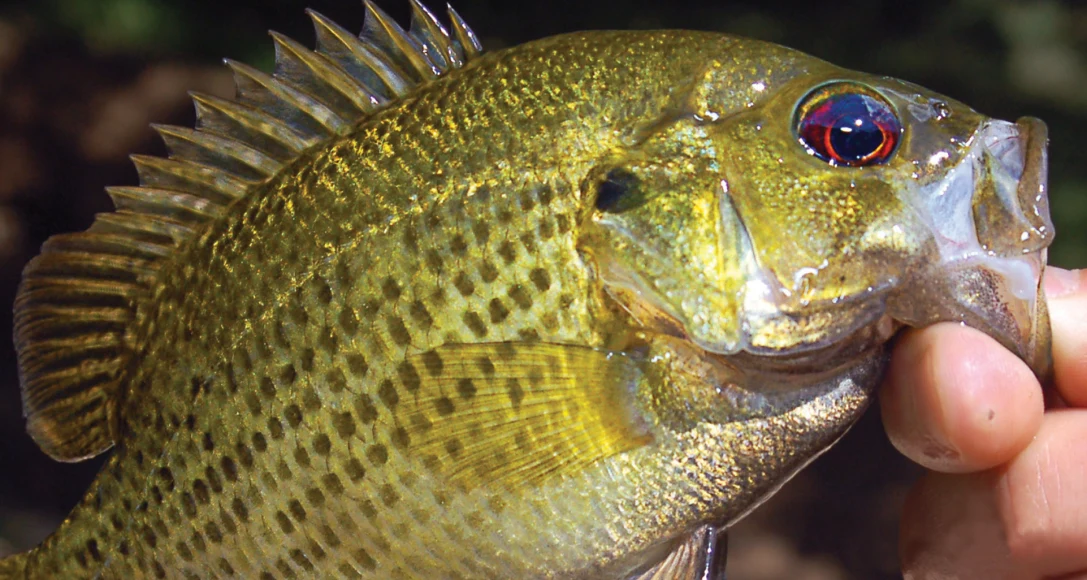 An angler holds a rock bass by the mouth.