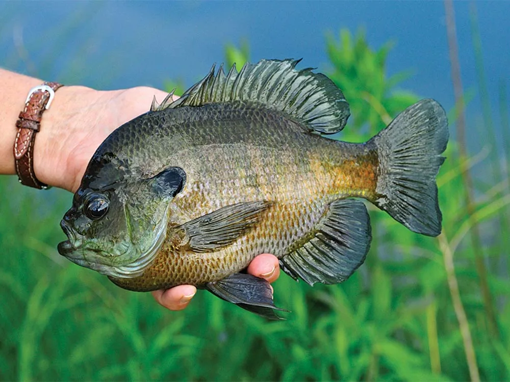 titty bream fishing summer