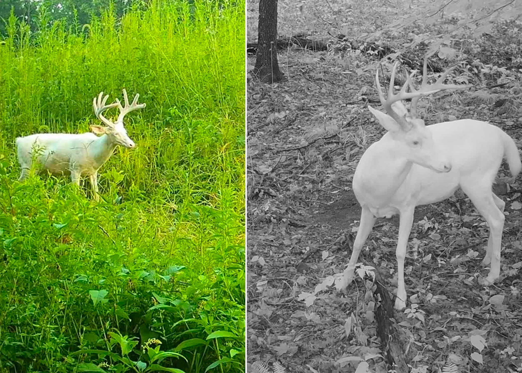 Trail camera photos of a fully albino whitetail buck captured in Kentucky.